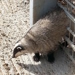 עוברי אורח מצילים חיות בר בגולן