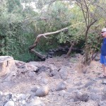 כריתת עצי אקליפטוסים בגולן ובכינרת