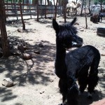 מבלים בחול המועד סוכות בתיירות אורטל