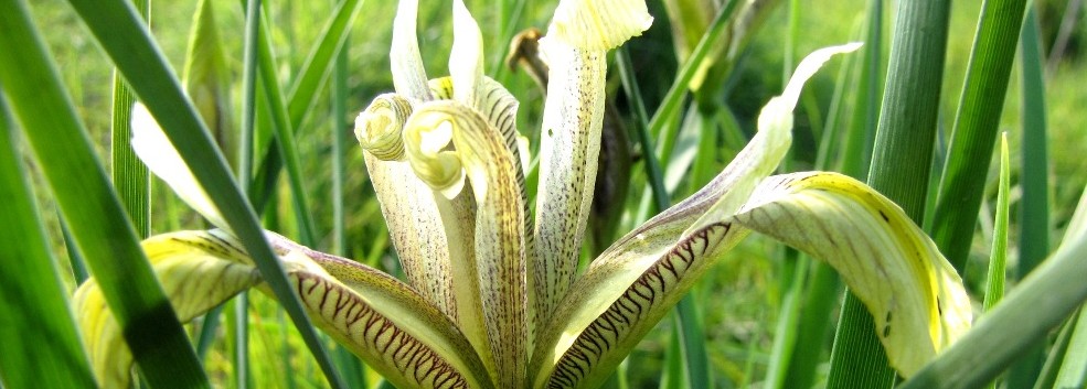 לוח שישי בגולן