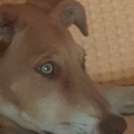 הושגה הסכמה כלביית קצרין לא תיסגר