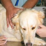 כיצד לשמור על חיות המחמד בחורף