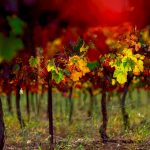 צלמים חובבים מהגולן נבחרו להציג בתערוכת הצילום "אור הטבע"