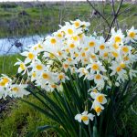 בעקבות השקדיות והנרקיסים