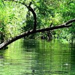 יהודייה, מג'רסה וזאכי – יותר מזה?