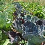 כך תקימו גינת ירק ביתית