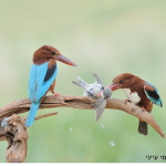 השלדג, המריון והאריתולע