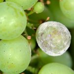 קימחון הגפן – היסטוריה או היסטריה?