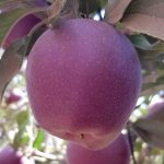 עלייה ביבול התפוחים