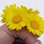 הרע במילואו