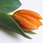 חמישה שותפים