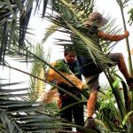 עונה שופעת בתמרים צפויה במטעי עין גב