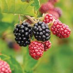 קטיף עצמי של פירות יער – ב"בוסתן בראשית", עין זיוון