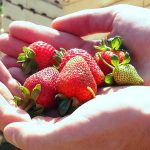 תותי שדה בקיץ?