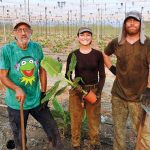 בננות חדשות