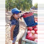 עונת הרימון