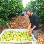 האשכולית כבר כאן והיא אדומה