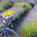 חג השבועות בגולן – חגיגה של צבעים, טעמים וריחות