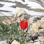 חוגגים שבועות באתר החרמון