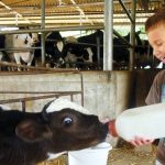 עמותת התיירות 'ארץ הגליל' ממליצה על פעילויות לחג השבועות בגליל העליון