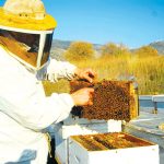 על הדבש ועל העוקץ