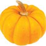 גדולה, כתומה ויפה