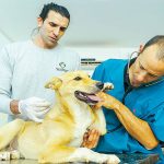 עיקור וסירוס חתולי רחוב באשכול גליל מזרחי