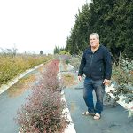 תות עץ סיני, מכירה?