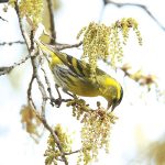 הצהוב-הצהוב הזה…