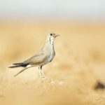 השדמית אדומת הכנף