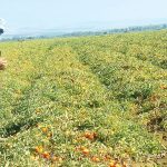 גם לפירות חם מדי