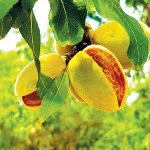 תלחץ על השקד