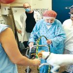 כלבים במחלקת השיקום