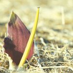 אחילוף החורן