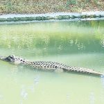 חוות התנינים בחמת גדר