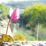 "מתחת לסלע צומחת לפלא…"