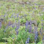 תורמוס ההרים