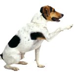 הדרכים לפריקה פיזית ומנטלית של הכלב