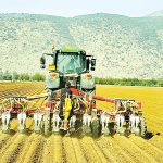 החיטה צומחת שוב