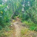 כנרת מלאה אחרי הגשם