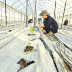 הזורעים ברינה