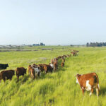 בוקר טוב גולן