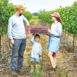 סיפור על אהבה ויין