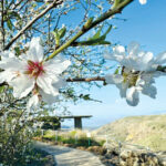 השקדיות פורחות: חגיגת טבע חורפית בט"ו בשבט